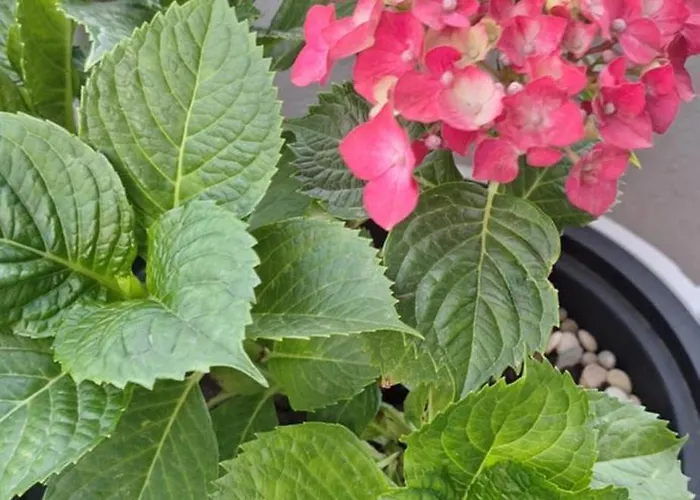 公寓 Belisima Deluxe